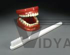 Teeth Flossing Brushing Professional​ Model